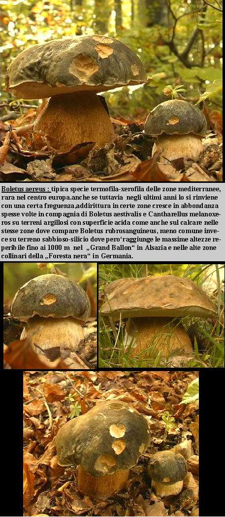 Boletus aereus      Bull.:Fr